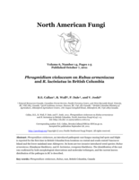 Phragmidium violaceum on Rubus armeniacus and R. laciniatus in British Columbia