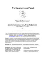 Inonotus macrosporus sp. nov. (Fungi: Basidiomycota: Hymenochaetales) on live Fraxinus nigra in Wisconsin, United States of America