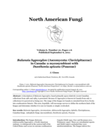 Balansia hypoxylon (Ascomycota: Clavicipitaceae) in Canada: a mycosymbiont with Danthonia spicata (Poaceae)