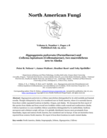 Hypogymnia pulverata (Parmeliaceae) and Collema leptaleum (Collemataceae), two macrolichens new to Alaska