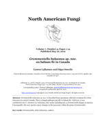 Gremmeniella balsamea sp. nov. on balsam fir in Canada