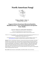 Tsugacorticium kenaicum (Hymenochaetales, Basidiomycota), a new corticioid genus and species from Alaska