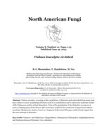 Vialaea insculpta revisited