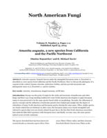 Amanita augusta, a new species from California and the Pacific Northwest