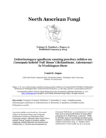 Golovinomyces spadiceus causing powdery mildew on Coreopsis hybrid 'Full Moon' (Heliantheae, Asteraceae) in Washington State