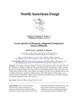 A new species of Russula, subgenus Compactae from California