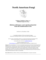 Boletus rubriceps, a new species of porcini from the southwestern USA