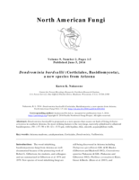 Dendrominia burdsallii (Corticiales, Basidiomycota), a new species from Arizona