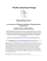 A new species of Phlebopus (Boletales, Basidiomycota) from Mexico