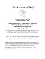 Gyalideopsis pusilla (Gomphillaceae, lichenized Ascomycetes), a new species from southeastern North America