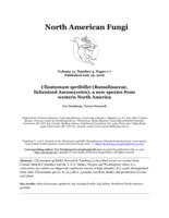 Cliostomum spribillei (Ramalinaceae, lichenized Ascomycetes), a new species from western North America