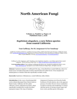 Scytinium singulare, a new lichen species from coastal California
