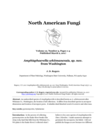 Amphisphaerella whitmanensis, sp. nov. from Washington