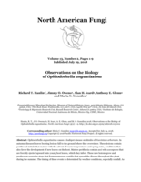 Observations on the Biology of Ophiodothella angustissima