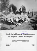 Hardy Early-Blooming Chrysanthemums for Irrigated Central Washington (Revised)