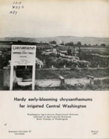 Hardy Early-Blooming Chrysanthemums for Irrigated Central Washington (Revised)