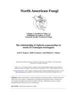 The relationship of Xylaria oxyacanthae to seeds of Crataegus monogyna