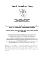 New species of Pouzarella (Entolomataceae, Agaricales) from the Dominican Republic and Jamaica