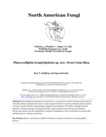 Phaeocollybia longistipitata sp. nov. from Costa Rica