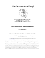 Early illustrations of Xylaria species