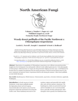 Woody desert puffballs of the Pacific Northwest. 1: Chlamydopus meyenianus