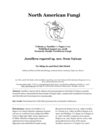 Jumillera rogersii sp. nov. from Taiwan