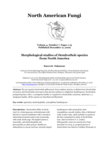 Morphological studies of Dendrothele species from North America