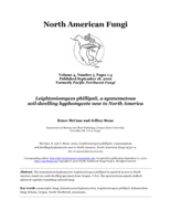 Leightoniomyces phillipsii, a synnematous soil-dwelling hyphomycete new to North America