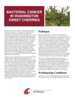 Bacterial canker in Washington sweet cherries