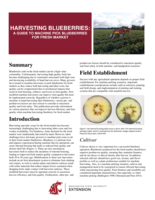 Harvesting blueberries : a guide to machine pick blueberries for fresh market