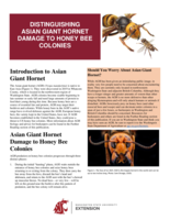 Distinguishing Asian giant hornet damage to honey bee colonies