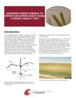 Assessing freeze damage to winter and spring wheat using a crown viability test