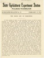 The Brood Sow At Farrowing