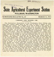 Cabbage For Winter Use