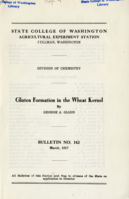 Gluten Formation in the Wheat Kernel