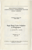 Sugar Beets Under Irrigation in Washington