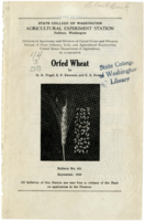 Orfed Wheat