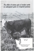 The Effect of Winter Gains of Stocker Cattle on Subsequent Gains on Irrigated Pastures