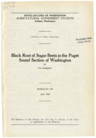 Black Root of Sugar Beets in the Puget Sound Section of Washington