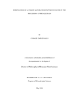 Purification of a unique maturation enzyme involved in the processing of proaleurain