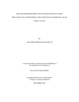 Mechanisms responsible for the maintenance of high prevalence of antimicrobial drug resistant Escherichia coli in dairy calves