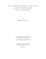 Non-leaf chlorenchyma in Bienertia cycloptera and Suaeda aralocaspica (chenopodiaceae) exhibit single cell C4 photosynthesis