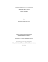 Understanding natural cessation of sugar import into grape berries