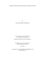 Modeling the root protophloem unloading network