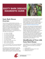 Sooty bark disease diagnostic guide