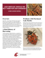Lady beetles : should we buy them for our gardens?