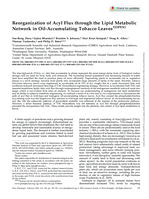 Reorganization of Acyl Flux through the Lipid Metabolic Network in Oil-Accumulating Tobacco Leaves