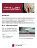 Praying mantids : defenders of the home landscape?