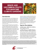 Minor and uncommon fruits for maritime climate gardens