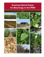 Growing hybrid poplar for bioenergy in the PNW